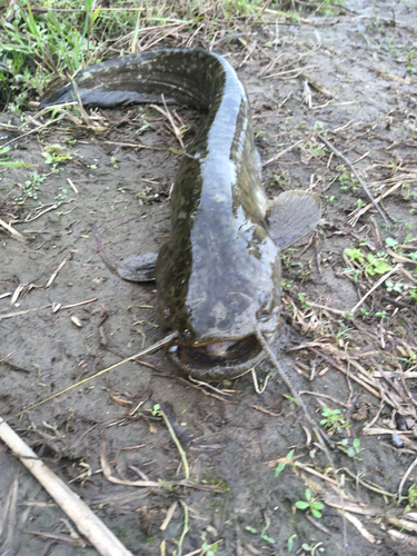 ナマズの釣果