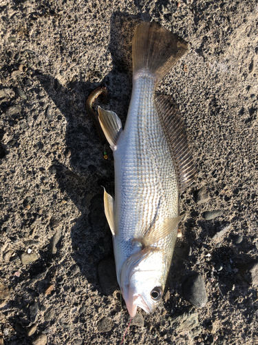 イシモチの釣果