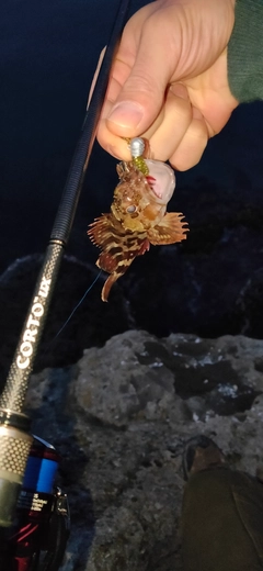 カサゴの釣果