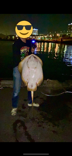 ツバクロエイの釣果