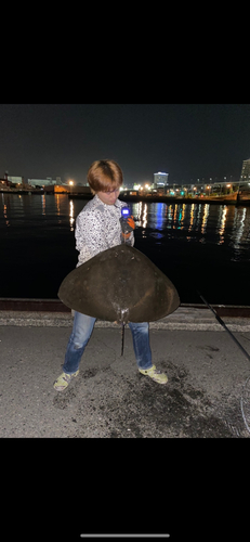 ツバクロエイの釣果