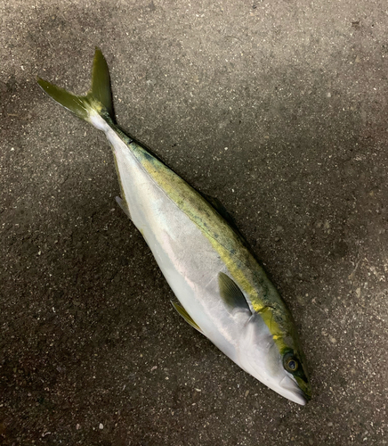 ツバスの釣果