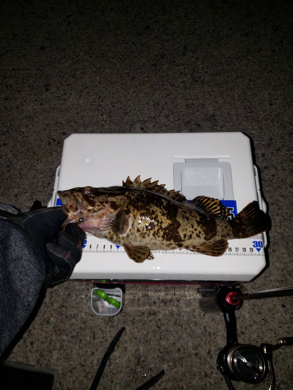 タケノコメバル