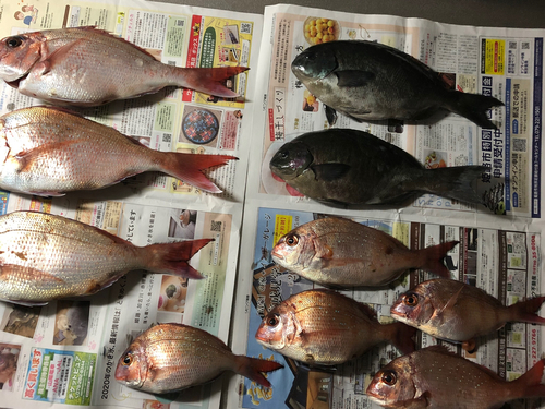 タイの釣果