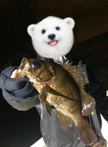 クロメバルの釣果