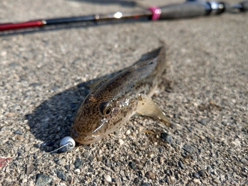 ハゼの釣果