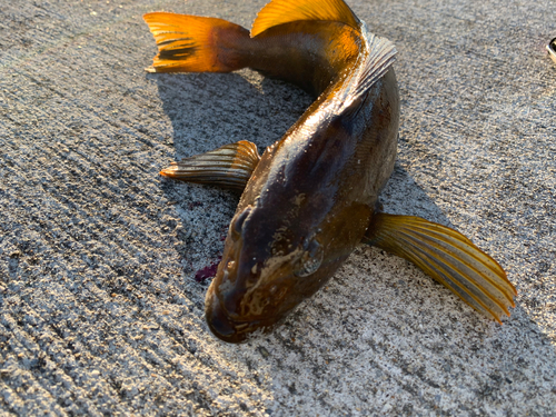 アイナメの釣果