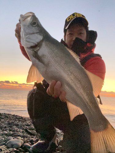 ヒラスズキの釣果