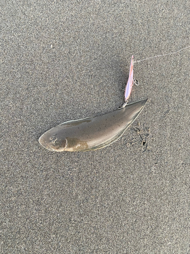 シタビラメの釣果