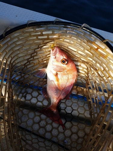 マダイの釣果