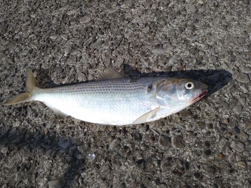 コノシロの釣果