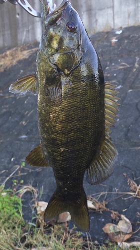 スモールマウスバスの釣果