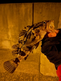 タケノコメバルの釣果