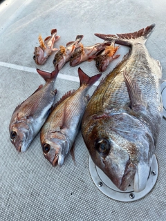 マダイの釣果