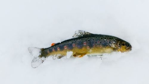 ブラウントラウトの釣果