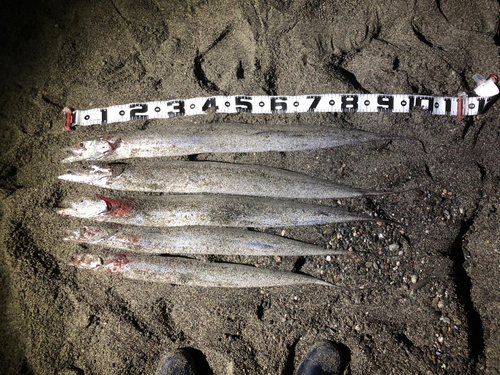 タチウオの釣果