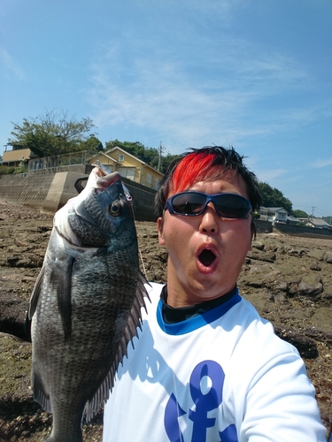 チヌの釣果