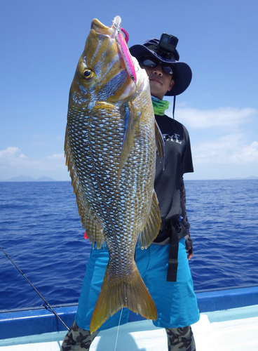 ハマフエフキの釣果