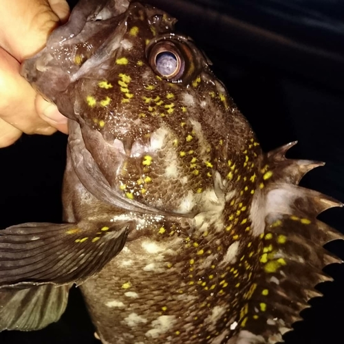 オウゴンムラソイの釣果