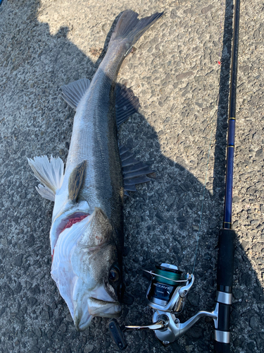 スズキの釣果