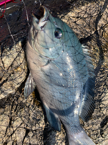 クロメジナの釣果