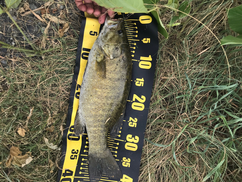 スモールマウスバスの釣果