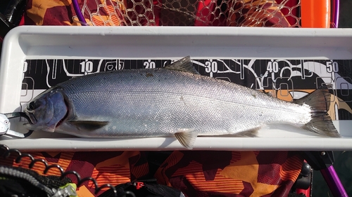 ビワマスの釣果