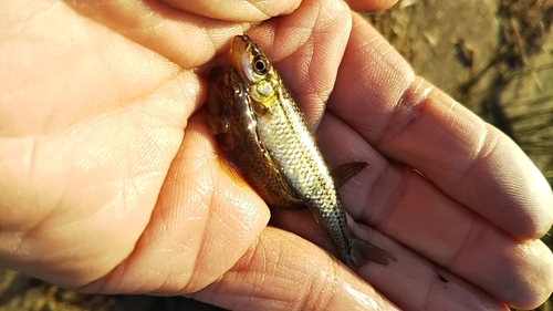 モツゴの釣果