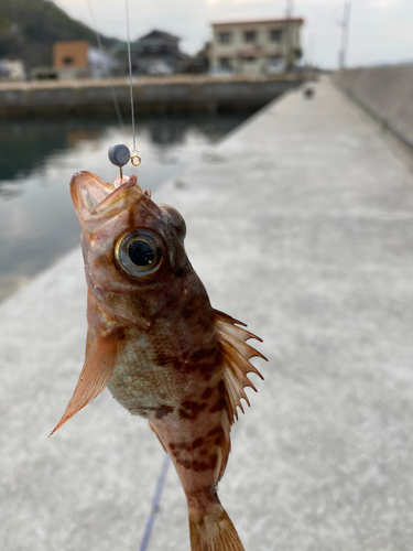 メバルの釣果