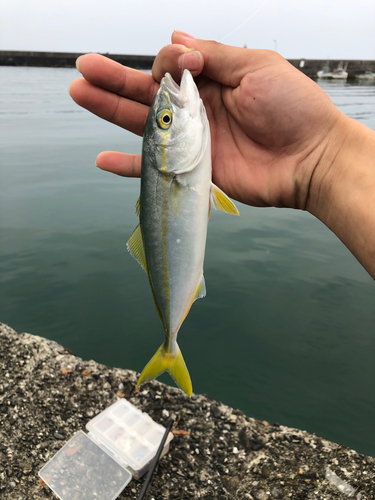 カマスの釣果