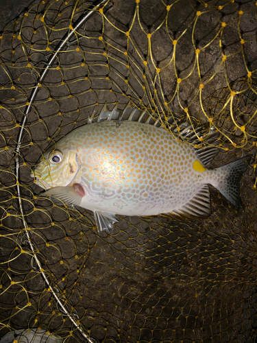 カーエーの釣果