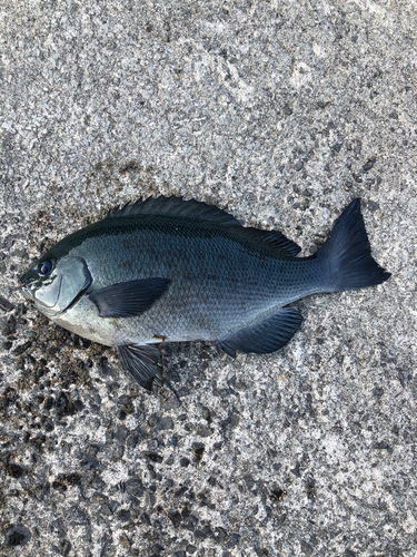 メジナの釣果