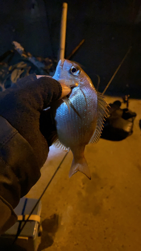 チャリコの釣果