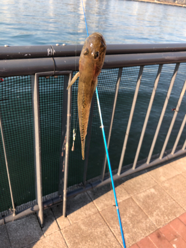 ハゼの釣果