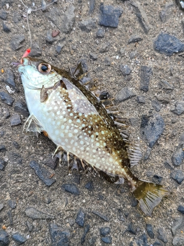 アイゴの釣果