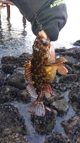 カサゴの釣果