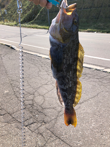 アブラコの釣果