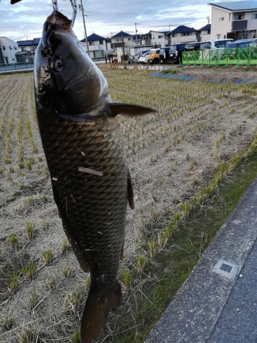 コイの釣果