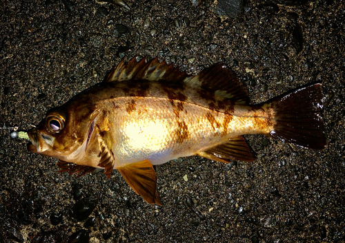 シロメバルの釣果