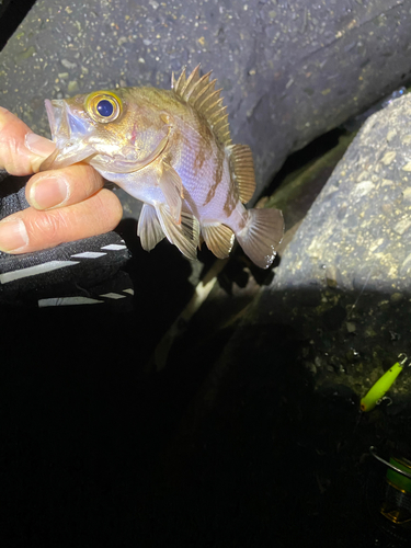 メバルの釣果