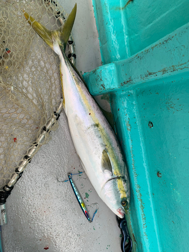 メジロの釣果