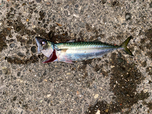 サバの釣果