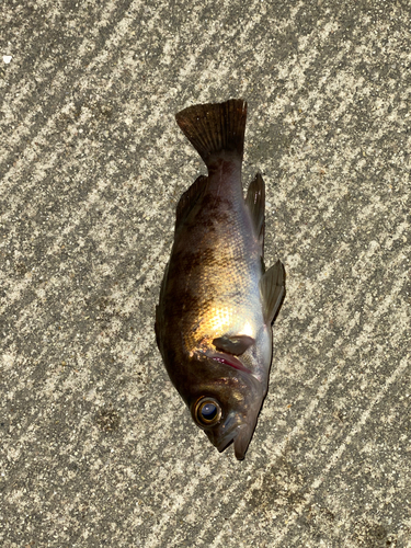 メバルの釣果