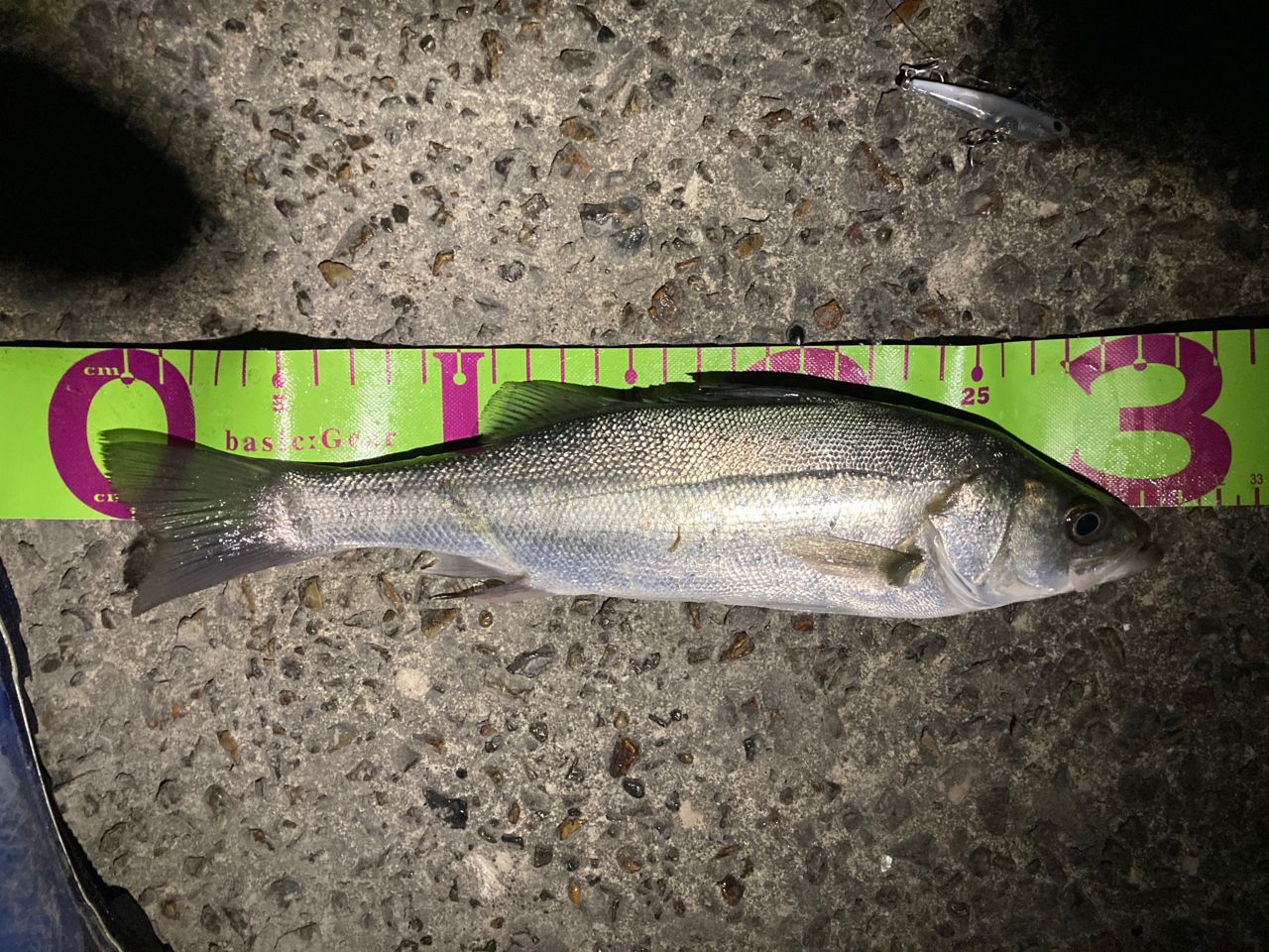 セイゴ（マルスズキ）