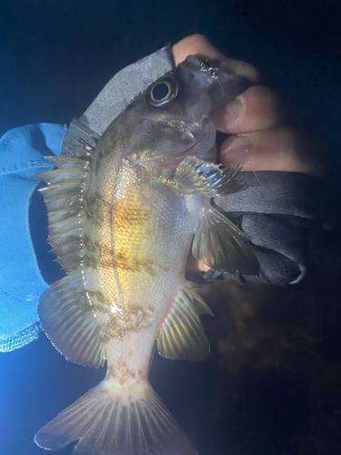 シロメバルの釣果