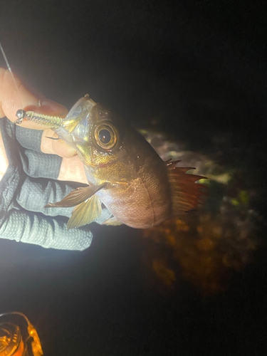 シロメバルの釣果