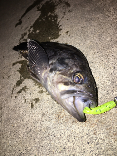 クロソイの釣果