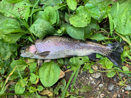 ニジマスの釣果