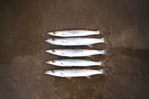 カマスの釣果