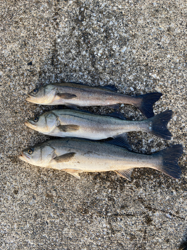 シーバスの釣果